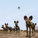 دانلود آهنگ Balthazar – Fever